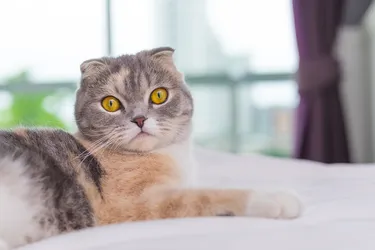 Scottish Fold Cats are even-tempered and great for families.