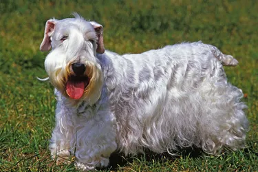 Sealyham Terriers are outgoing and funny dogs.
