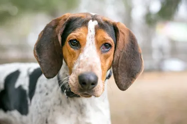 Treeing Walker Coonhounds are energetic dogs known for their hunting skills.