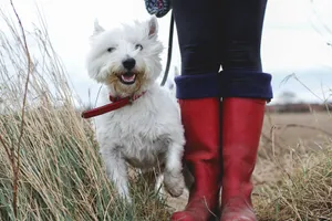 West Highland White Terriers are energetic and playful dogs who enjoy being active.