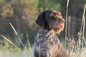 All About Wirehaired Pointing Griffons