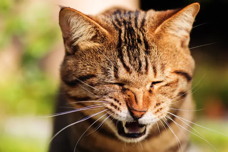 photo of cat sneezing