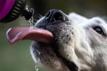 Dehydration, illness, medication, and diet are some things that can cause excessive thirst in dogs. Photo Credit: sanjagrujic / Getty Images