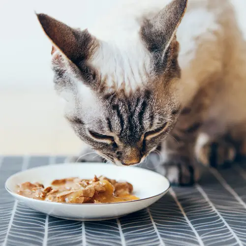 photo of cat eating
