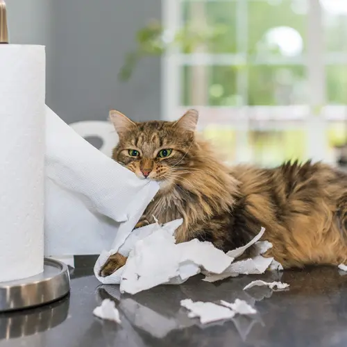 photo of cat tearing up paper towels
