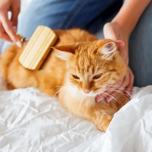photo of brushing cat