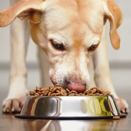 photo of dog eating