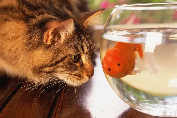 cat looking at fish