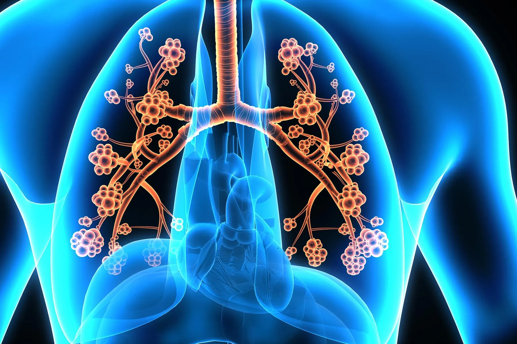 Lung Facts Anatomy and Overview in Pictures