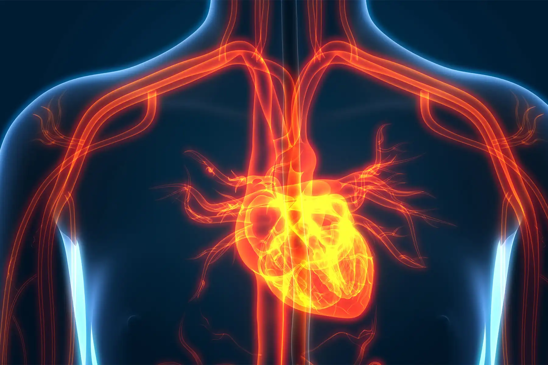 photo of heart anatomy concept,