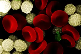 photo of red and white blood cells