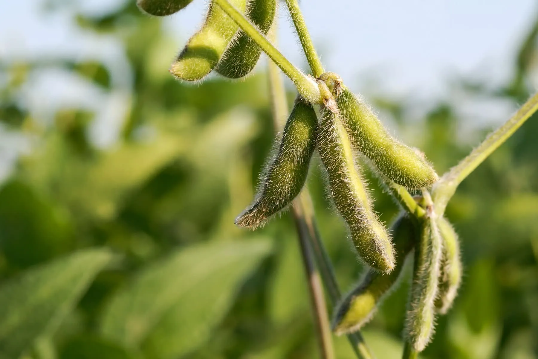 Health Benefits of Soy