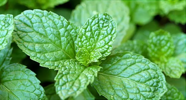 How Do You Use and Store Mint?