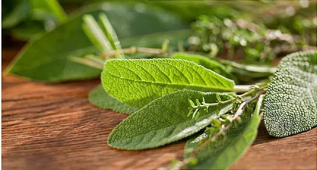 Ways to Use and Store Sage