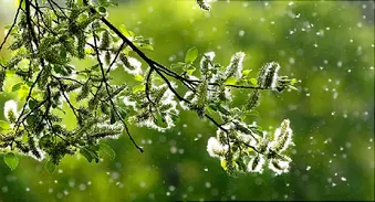 tree blossums and pollen