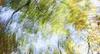 blurry trees