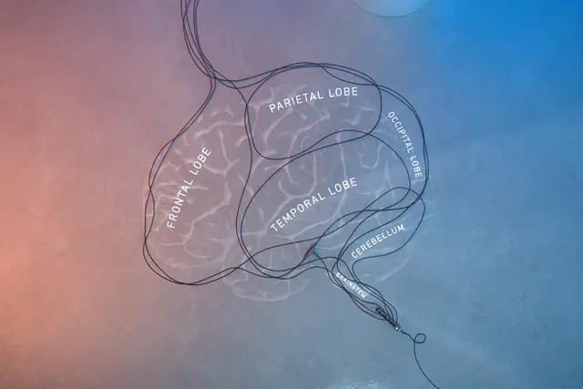 How MS Affects Your Brain