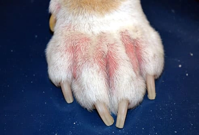 Allergic Dermatitis
