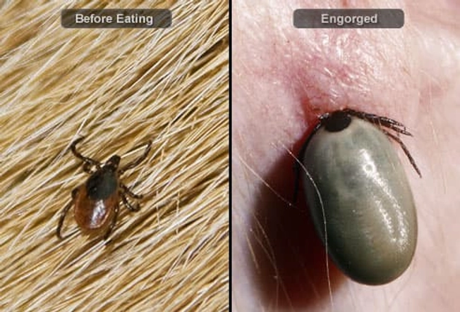 Ticks