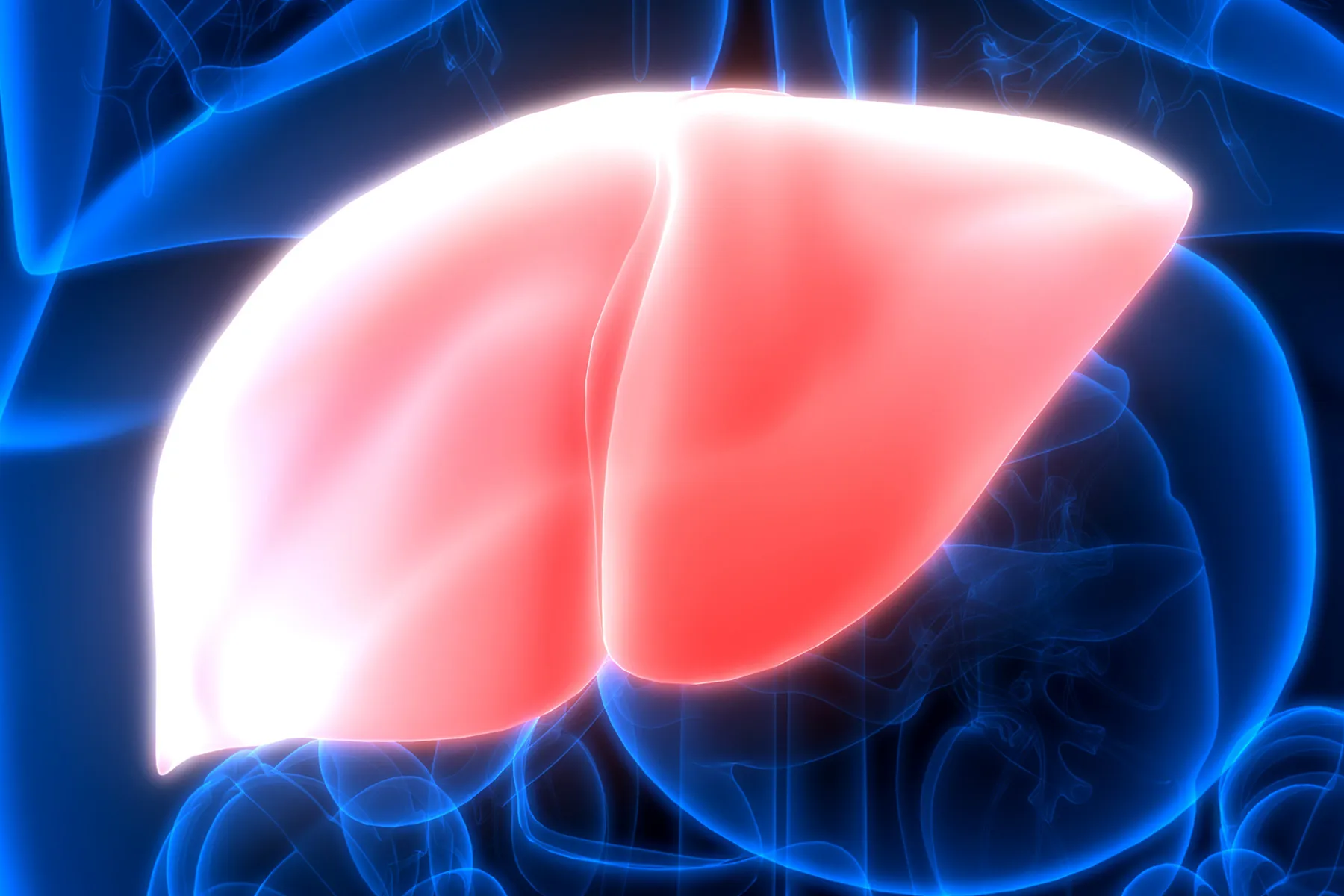 photo of liver illustration