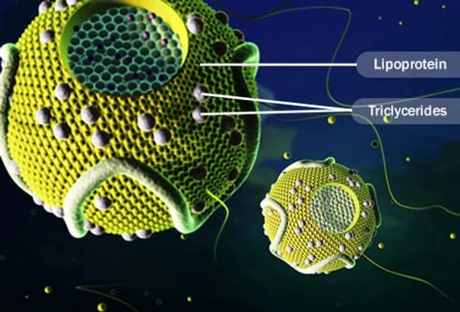 What Are Lipoproteins?