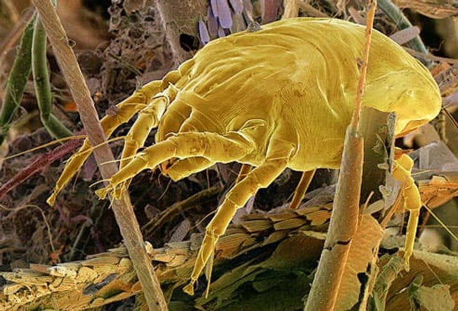 4. Dust Mites