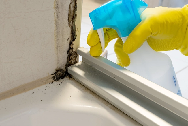 Mold and Mildew – What to Do