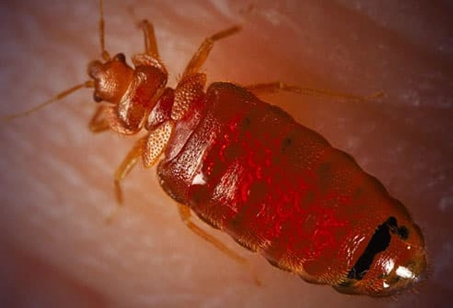 Do Bedbugs Transmit Diseases?