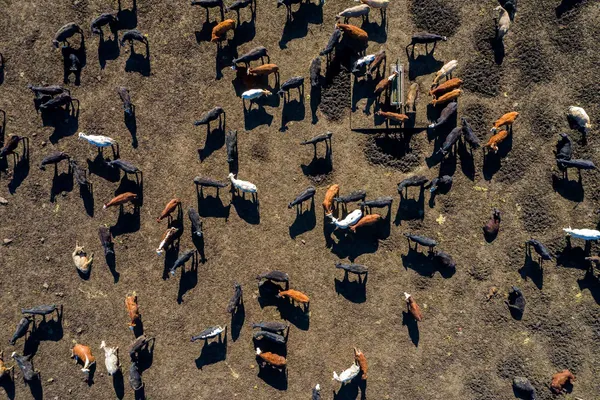 photo of cattle