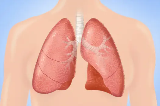photo of body with lungs