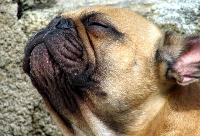 French Bulldog: Breathing Problems