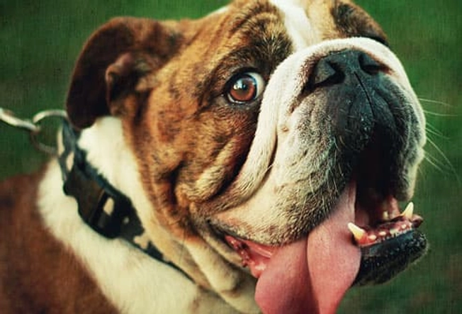 Bulldog: Respiratory Problems
