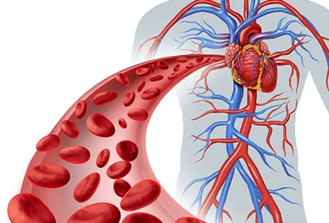 Why You Need Good Blood Flow