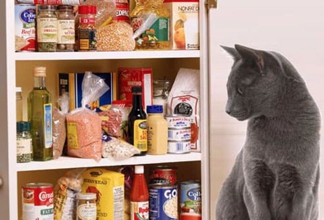 Kitchen Pantry: No Cats Allowed