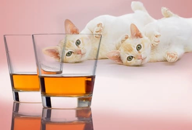 Alcohol