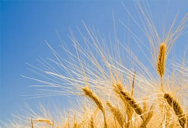 What Is a Gluten-Free Diet? What Is a Gluten-Free Diet?