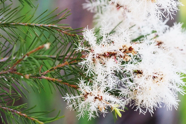 Tea Tree