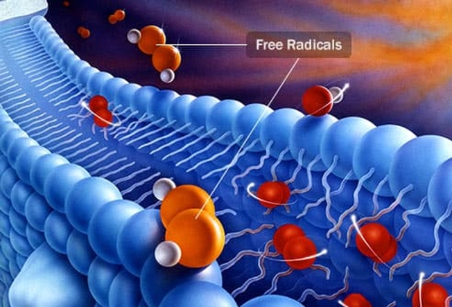 Free Radicals