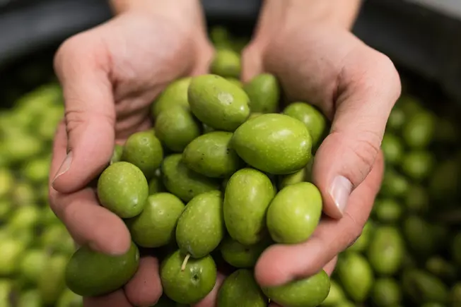 Olive Oil Basics