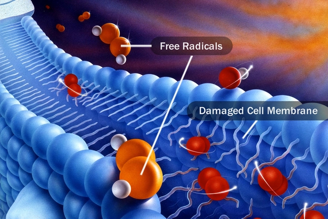 High in Antioxidants
