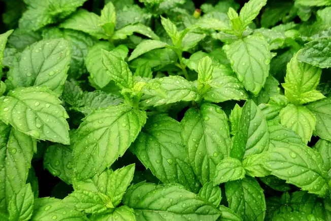 What Is Peppermint?