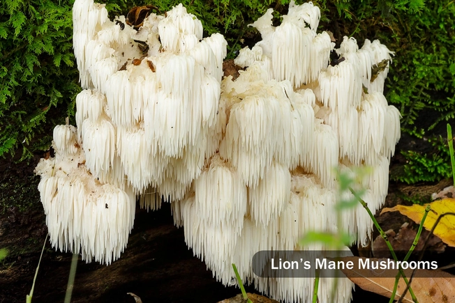 WebMD * The Best Coffee You Can Drink * 1800ss_getty_rf_lions_mane_mushrooms
