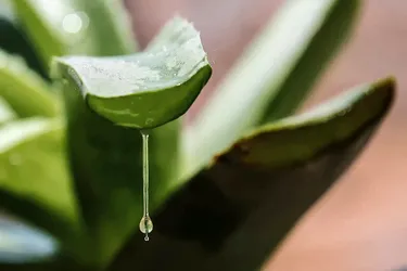 People have used aloe vera for thousands of years for healing and softening the skin.