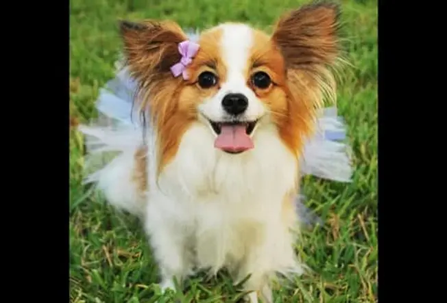 Bindi