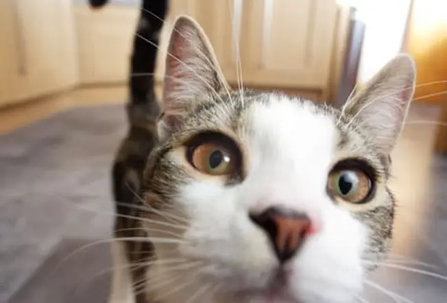 What Is 'Normal' for a Cat?