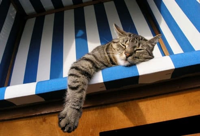 Sleeping All Day