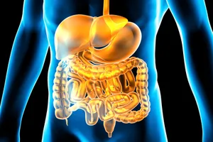 You digestive system is made up of many organs.