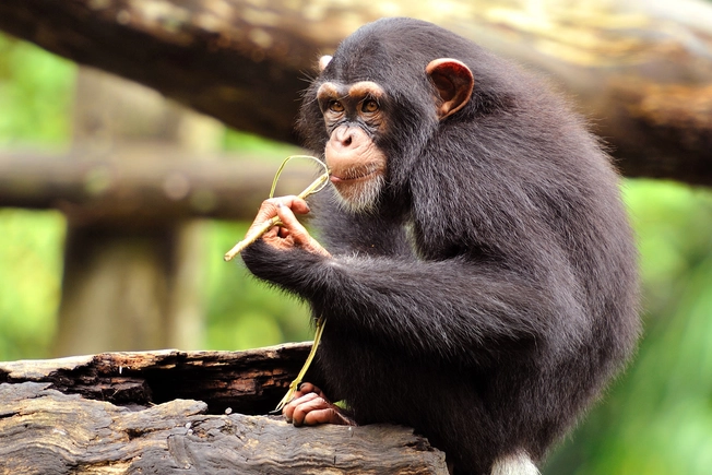 Humans vs. Apes