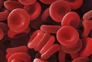 red blood cells
