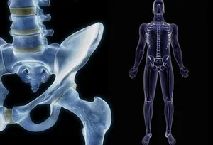 bones and skeletal system